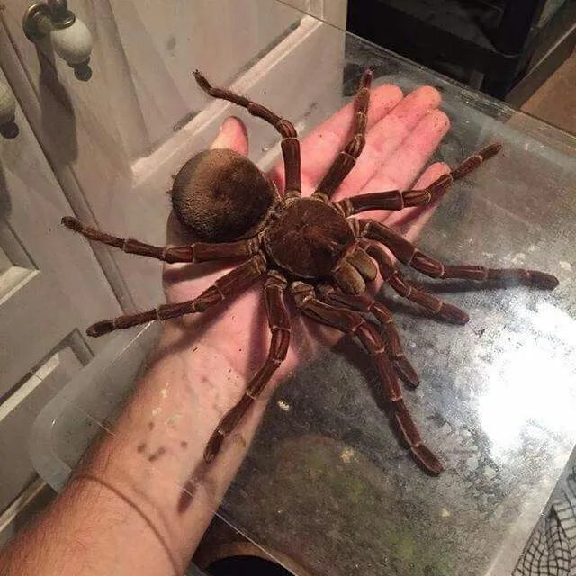 17960 camera setup for tarantulas