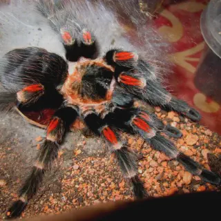 /img/17960-goliath-birdeater-tarantula.webp