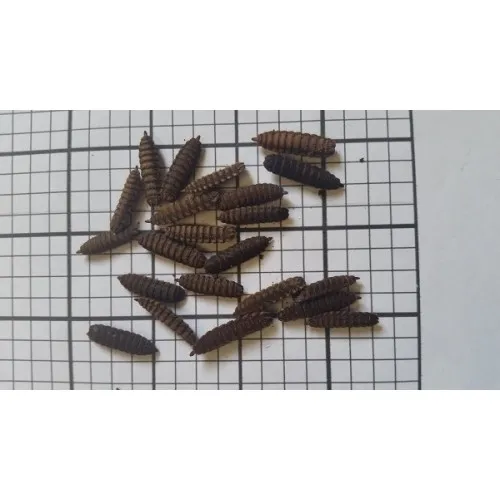 17961 calci worms tarantula 7