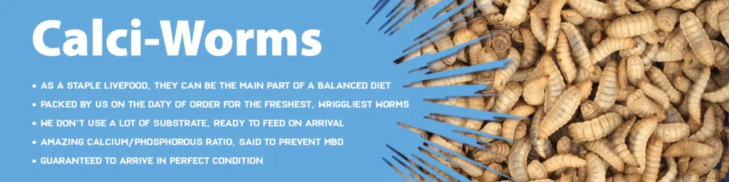 /img/17961-calci-worms-tarantula-8.webp
