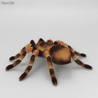/img/17963-accessories-weapons-tarantula-armor.webp