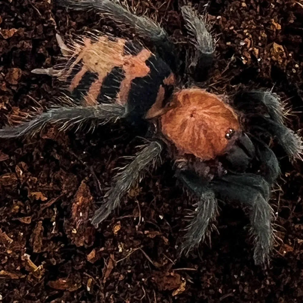 17964 tiger rump tarantula feeding