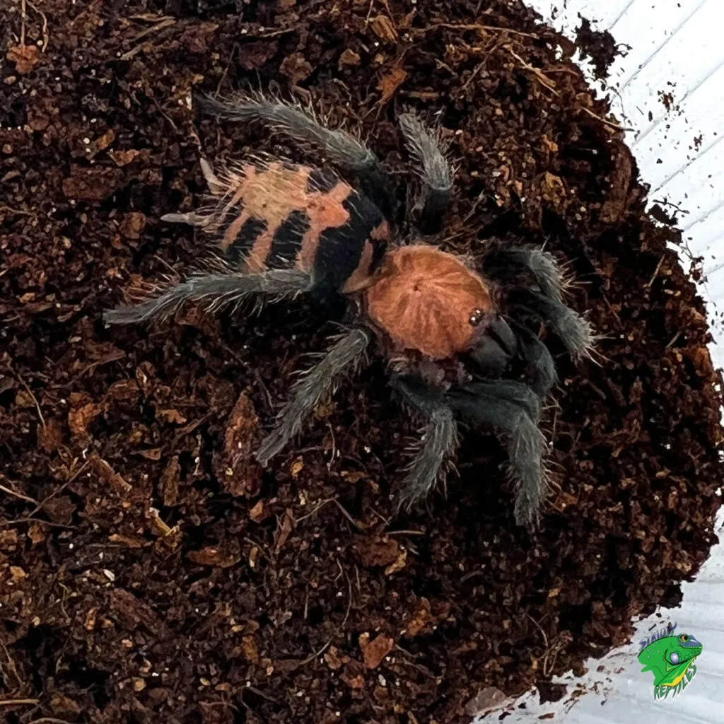 17964 tiger rump tarantula handling