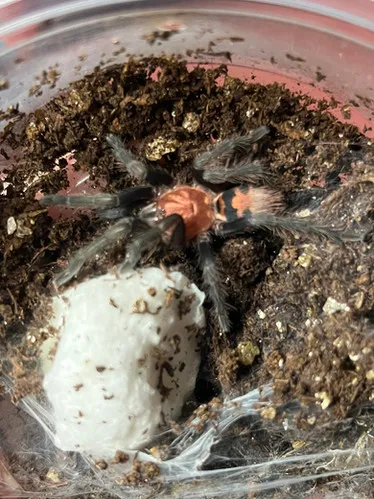 17964 tiger rump tarantula health