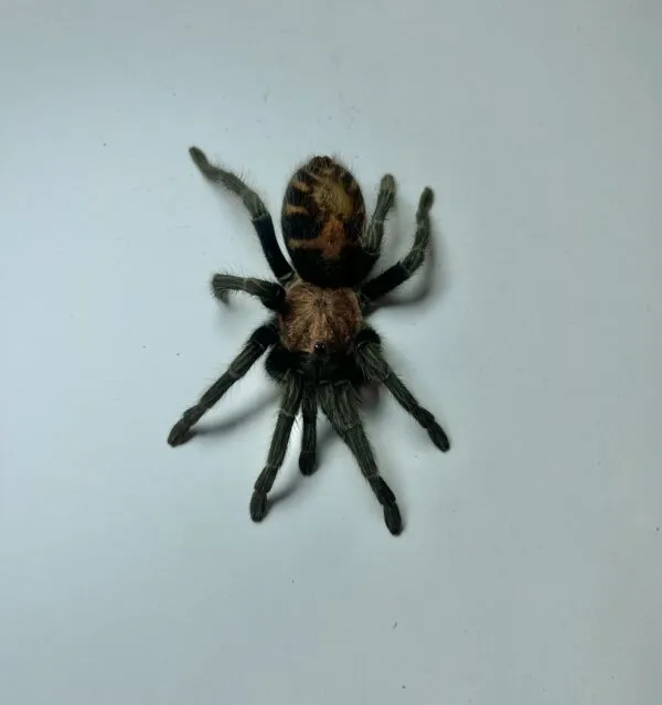 17964 tiger rump tarantula molting