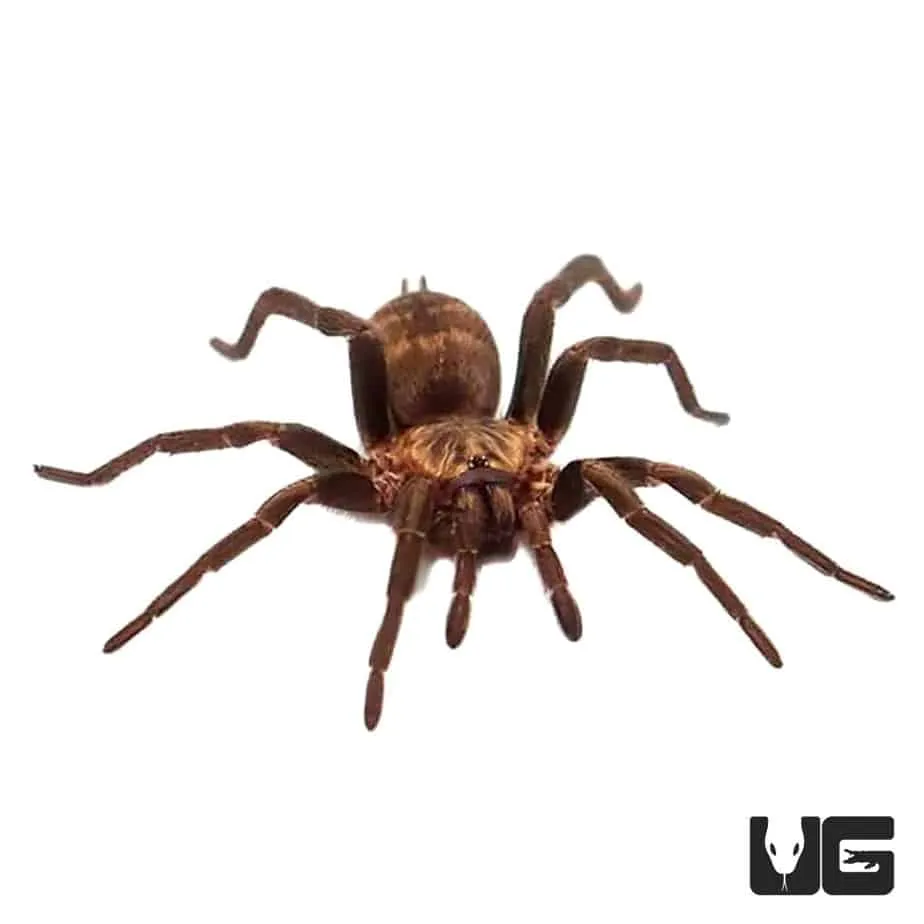 /img/17964-tiger-rump-tarantula-water.webp