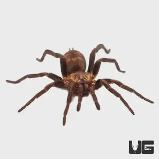 /img/17964-tiger-rump-tarantula-water.webp