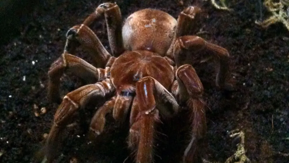 17966 tiny tarantula color