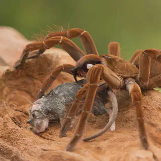 /img/17966-tiny-tarantula-handling.webp
