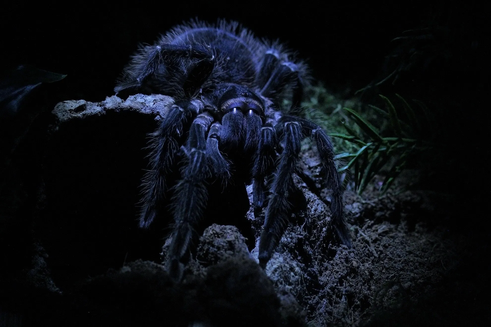 17968 tarantula spider king size