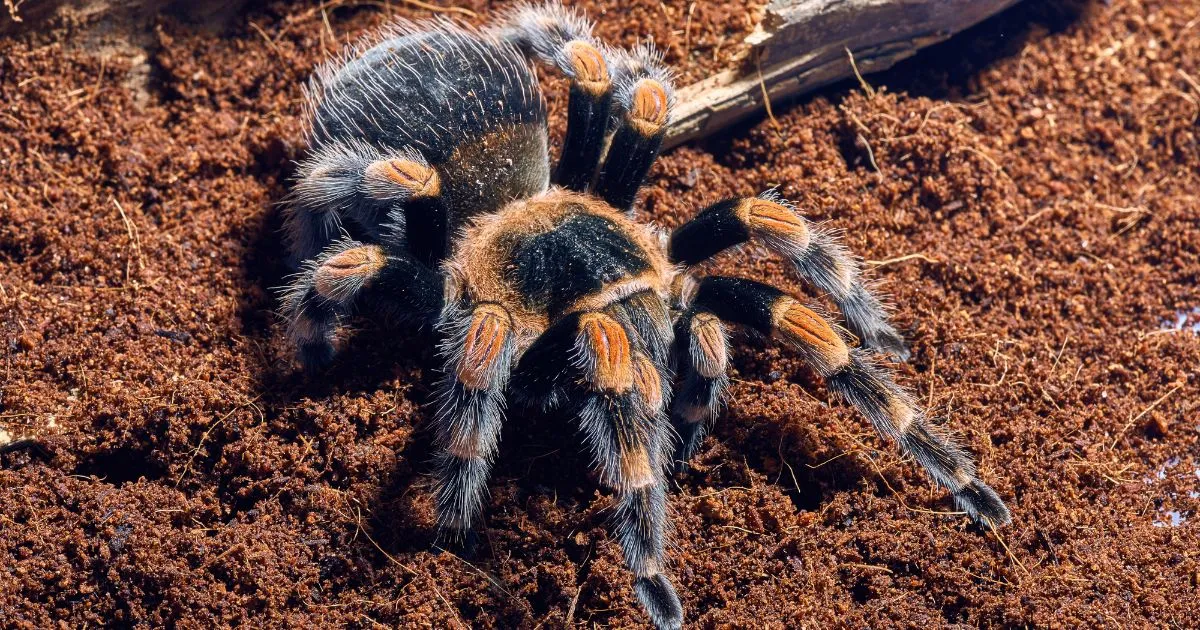 17969 tarantula molting process