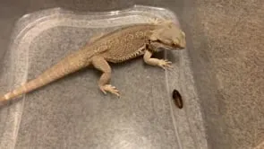 17970 tarantula breathing