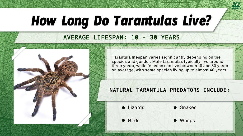 /img/17970-tarantula-swimming.webp