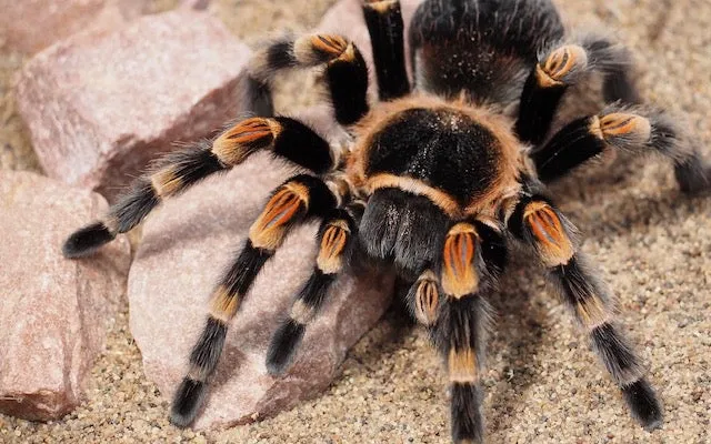 17970 wet tarantula