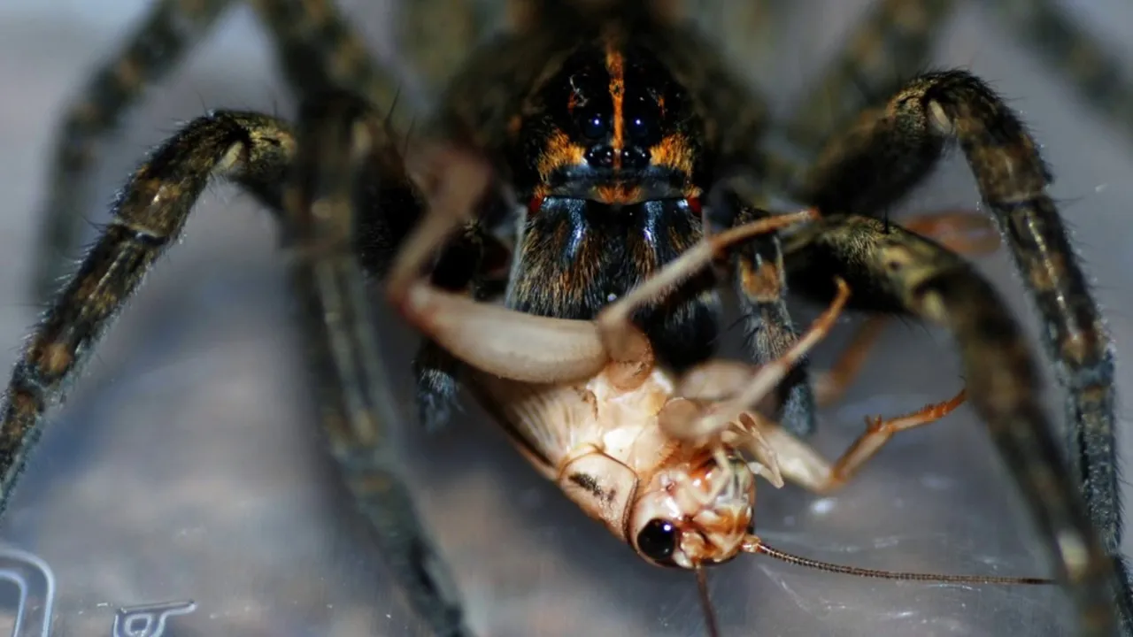 17971 tarantula first aid