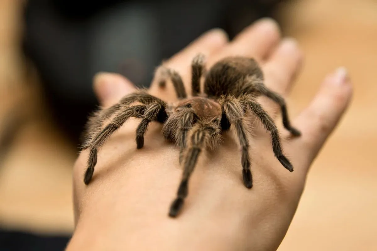 /img/17971-tarantula-molting.webp