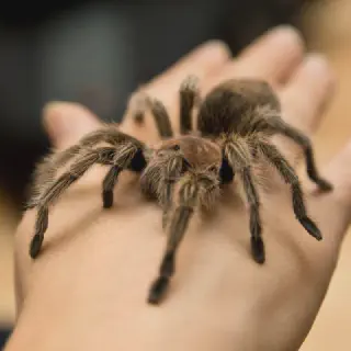 /img/17971-tarantula-molting.webp