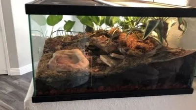 17973 large tarantula enclosure