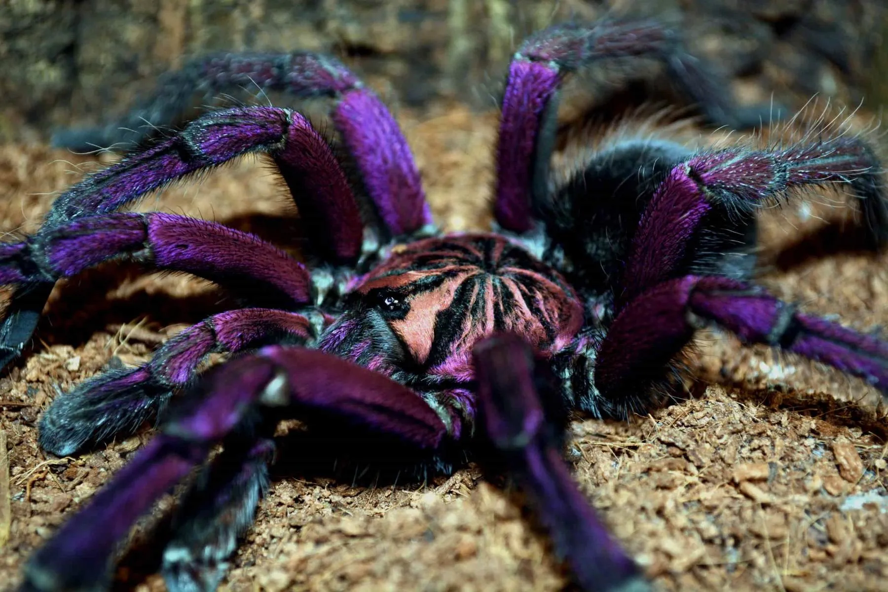 /img/17977-jumping-spider-venom.webp