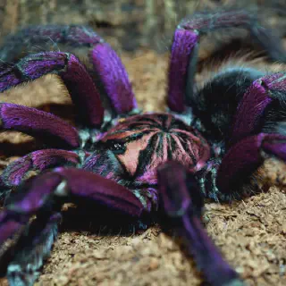 /img/17977-jumping-spider-venom.webp