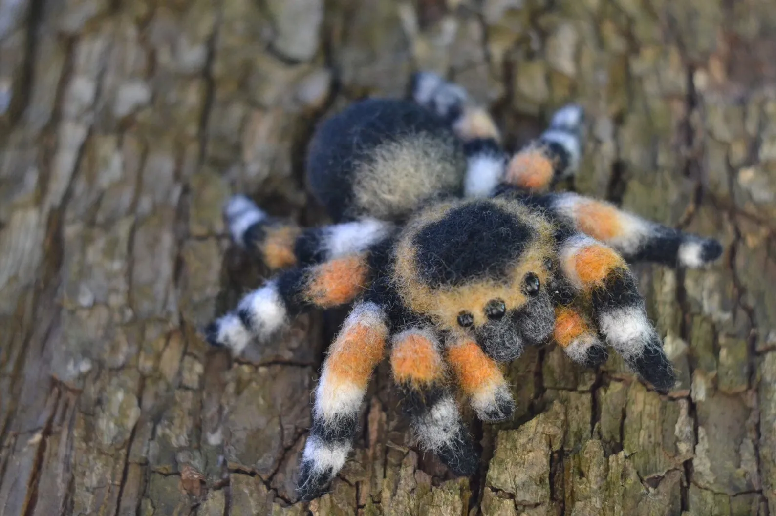 17977 tarantula hunting