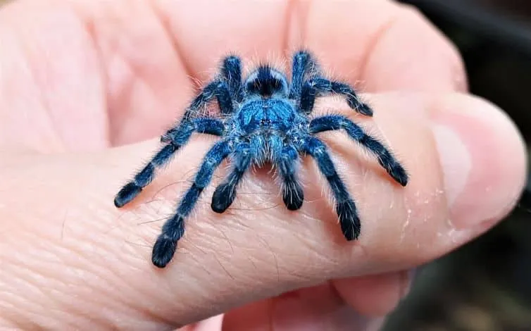 17979 pink toe tarantula aggression