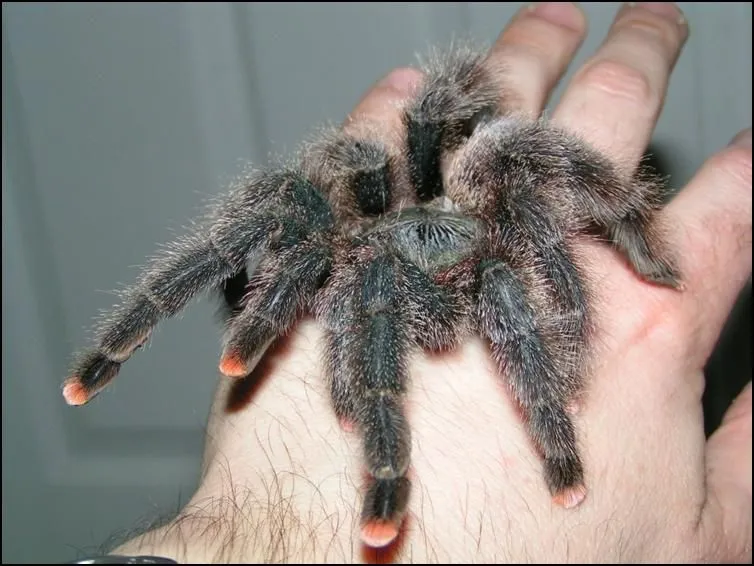 17979 pink toe tarantula feeding