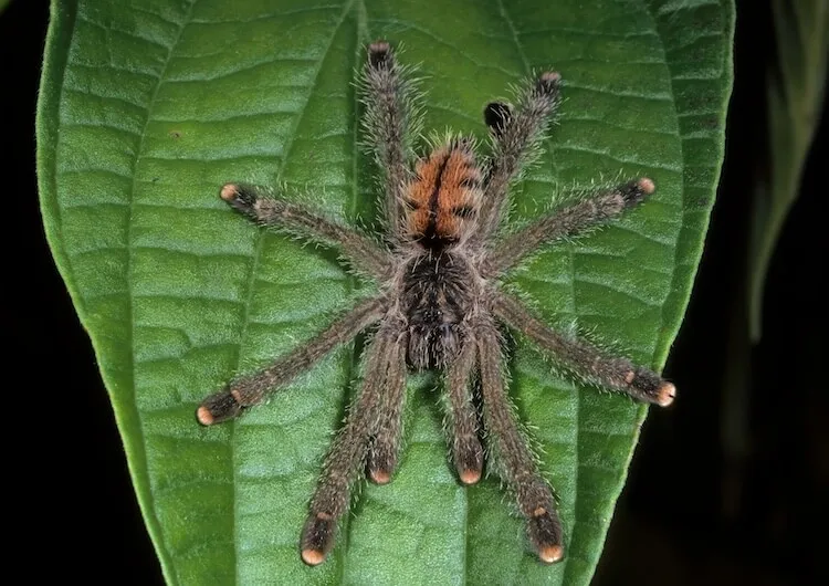 17979 pink toe tarantula observation