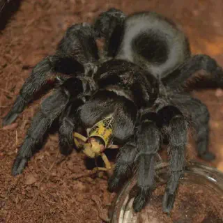 /img/17981-jamaican-black-tarantula-conservation.webp