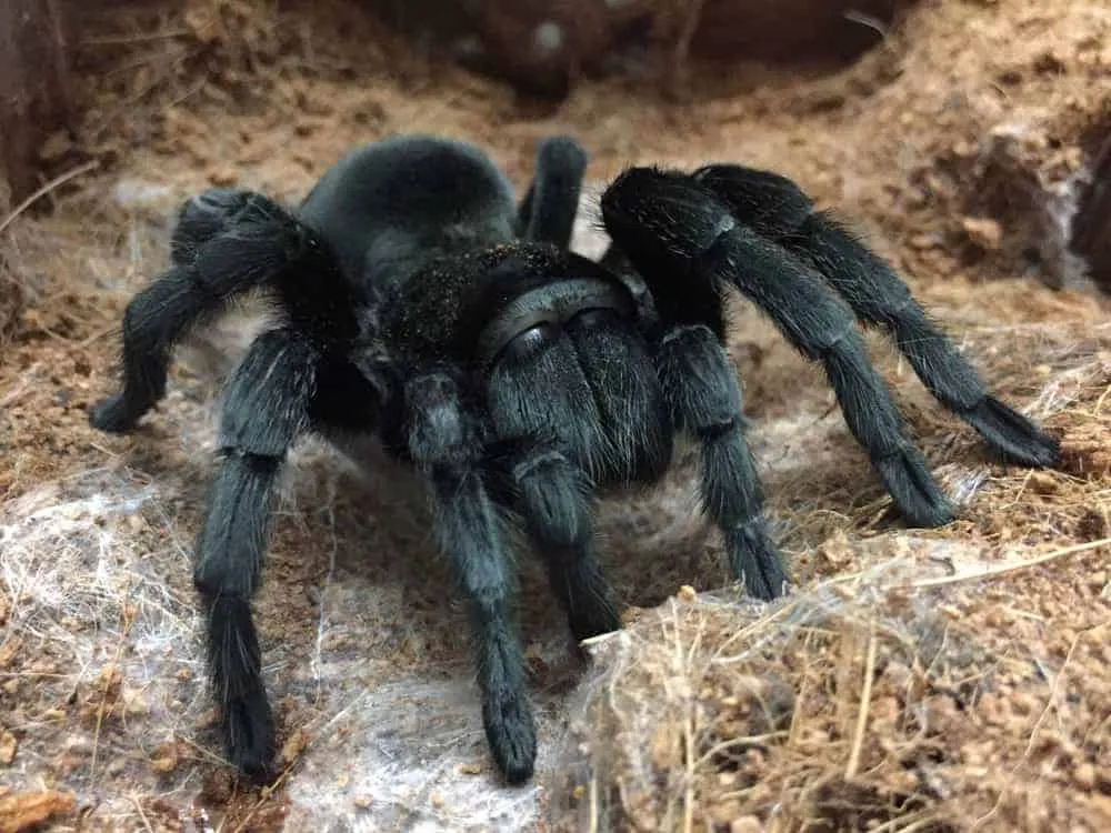 17981 jamaican black tarantula size