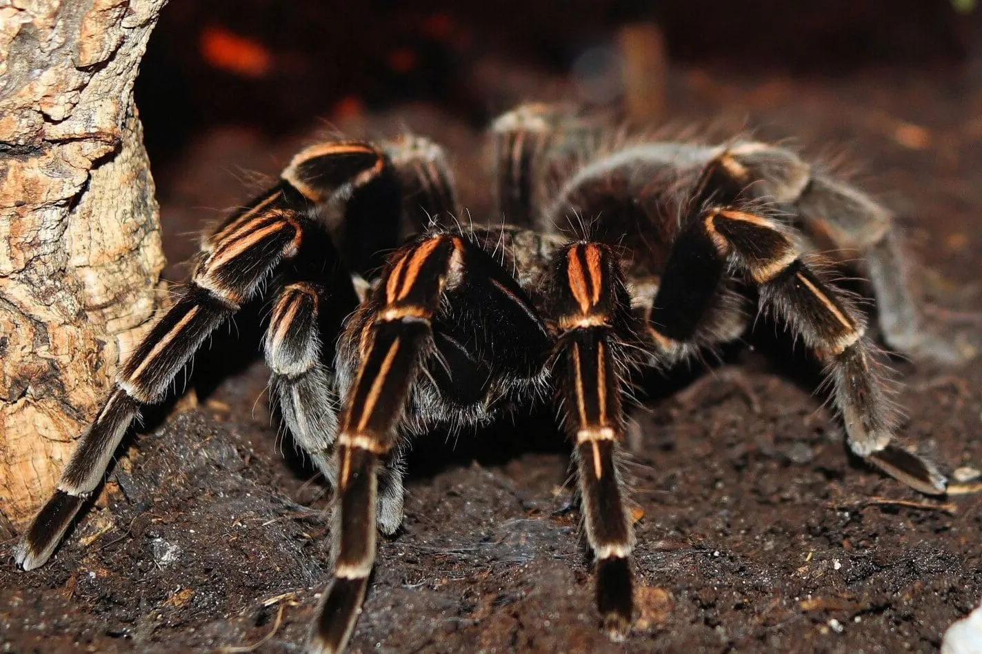 17982 tarantula venom