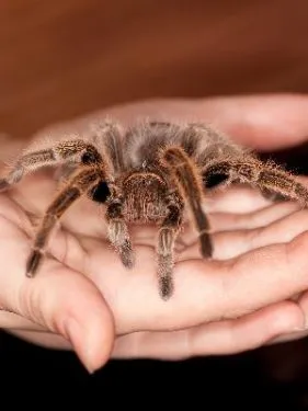 17983 rose hair tarantula handling