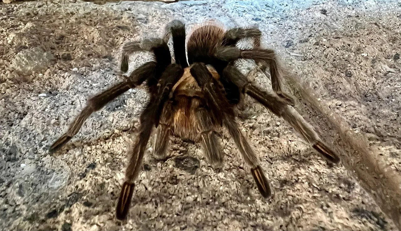 17984 tarantula composition