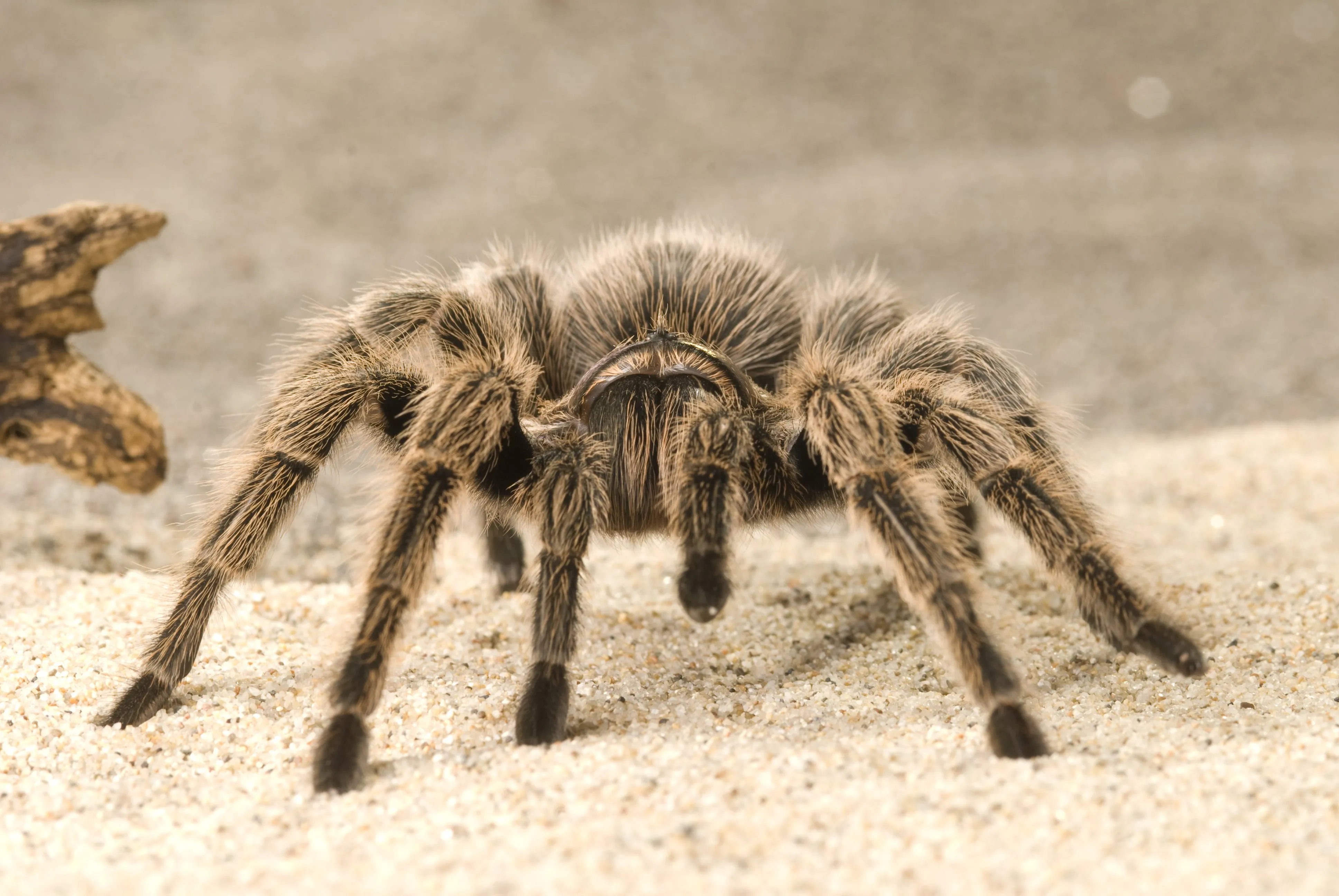 17984 tarantula focus