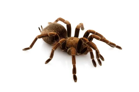 17985 male haitian brown tarantula