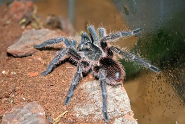 17985 tarantula diet