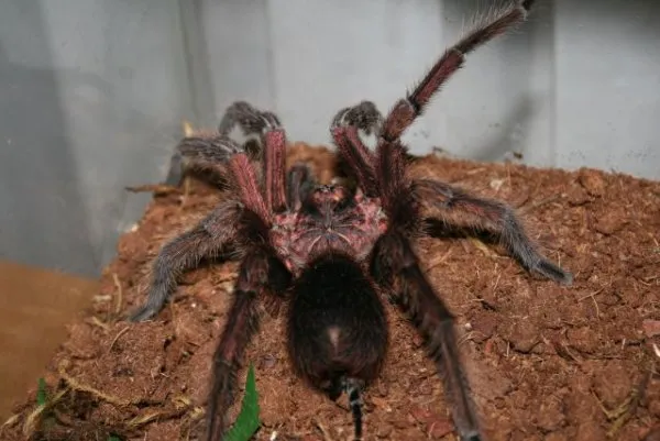 17985 tarantula habitat