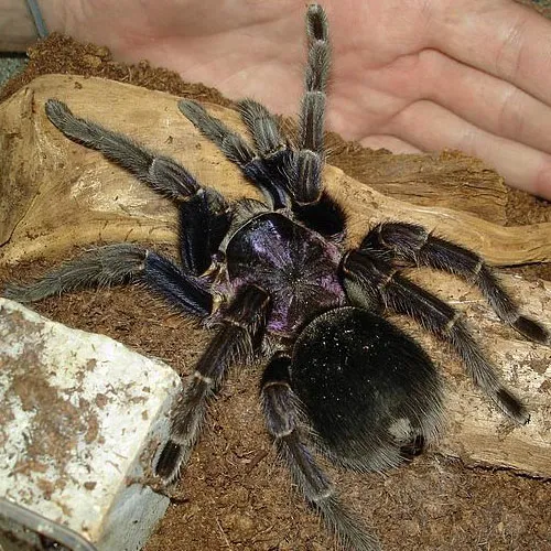 /img/17985-tarantula-predators.webp