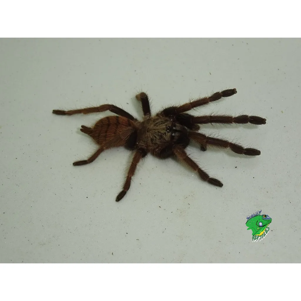 17986 indian violet tarantula enclosure