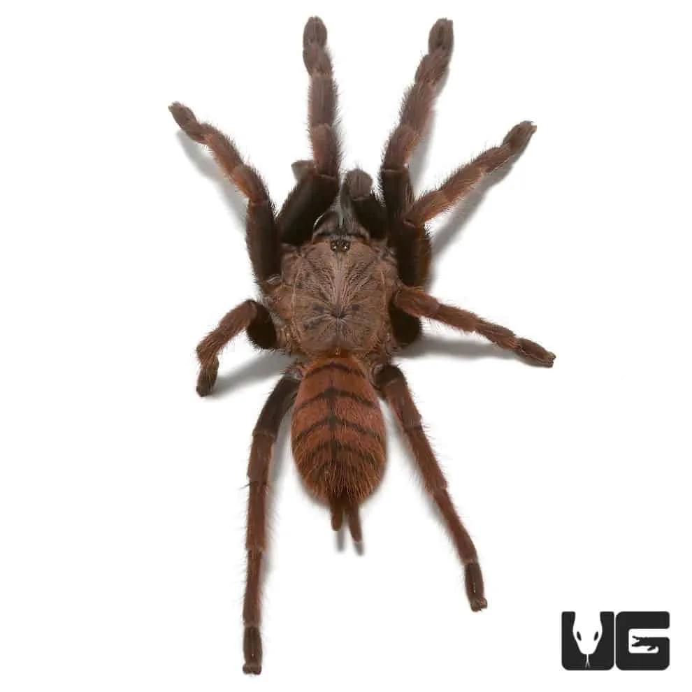 17986 indian violet tarantula feeding