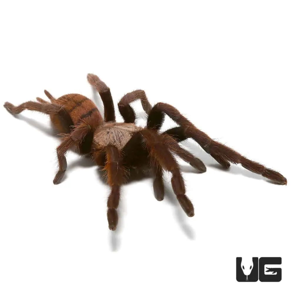 17986 indian violet tarantula habitat