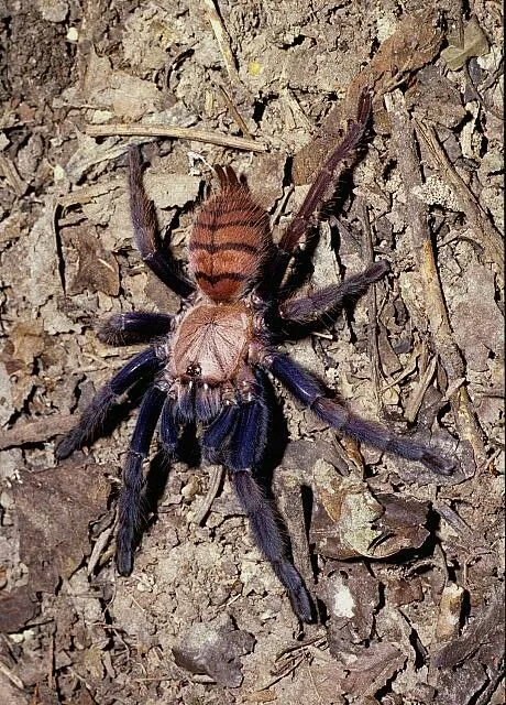 17986 indian violet tarantula handling