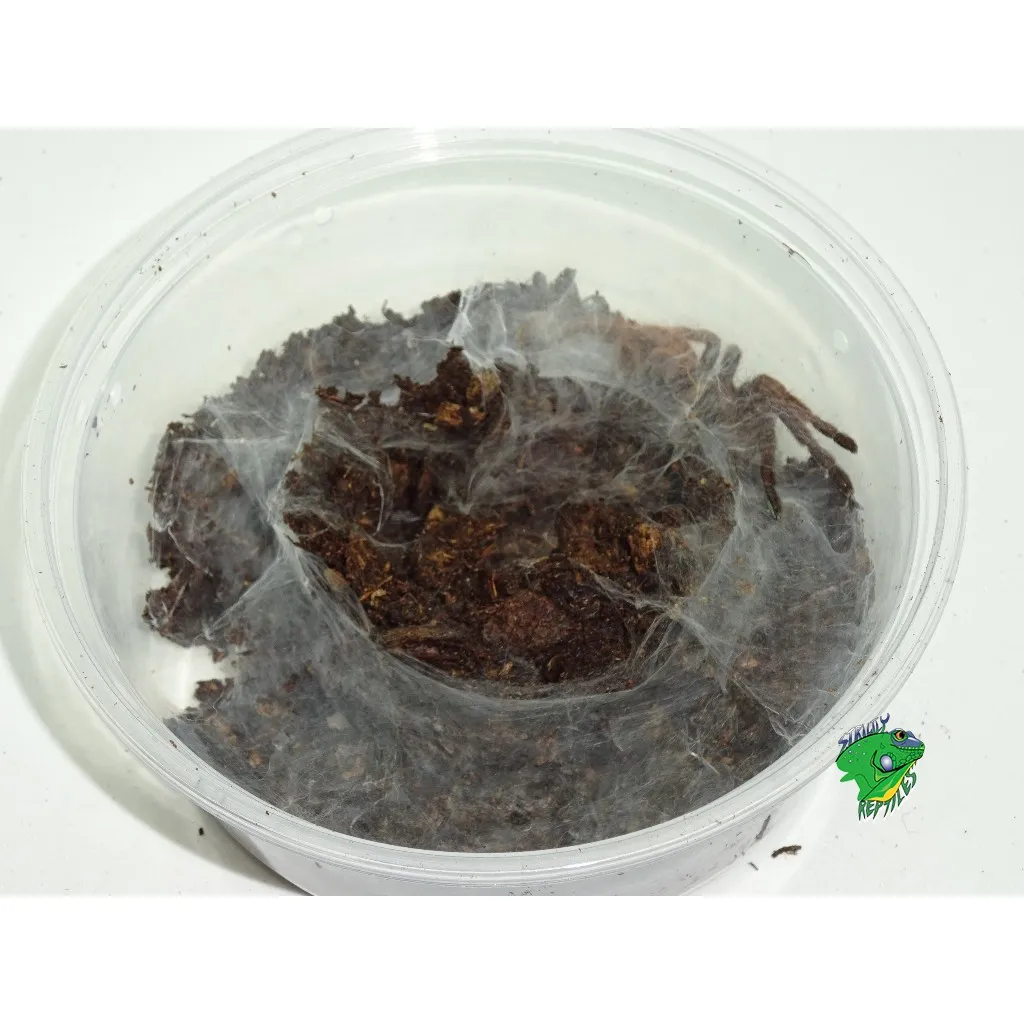 17986 indian violet tarantula molting