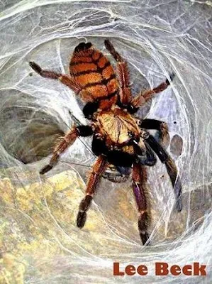 17986 indian violet tarantula water