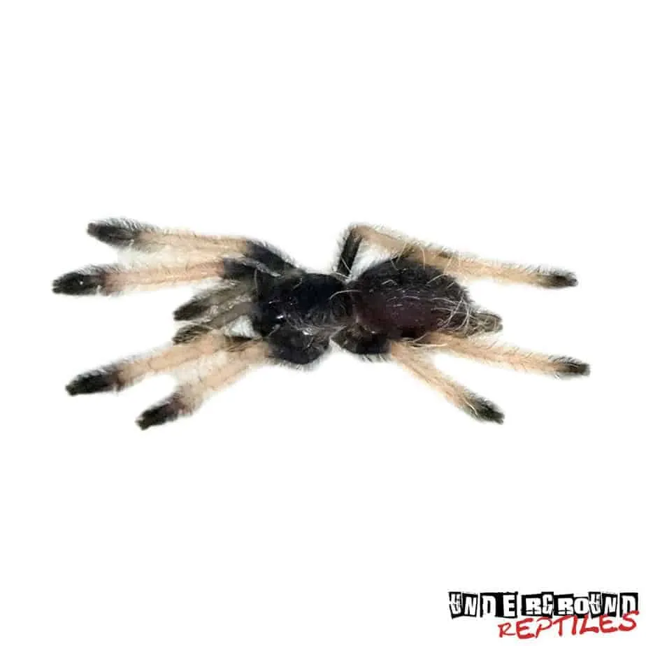 17987 palawan blonde tarantula substrate