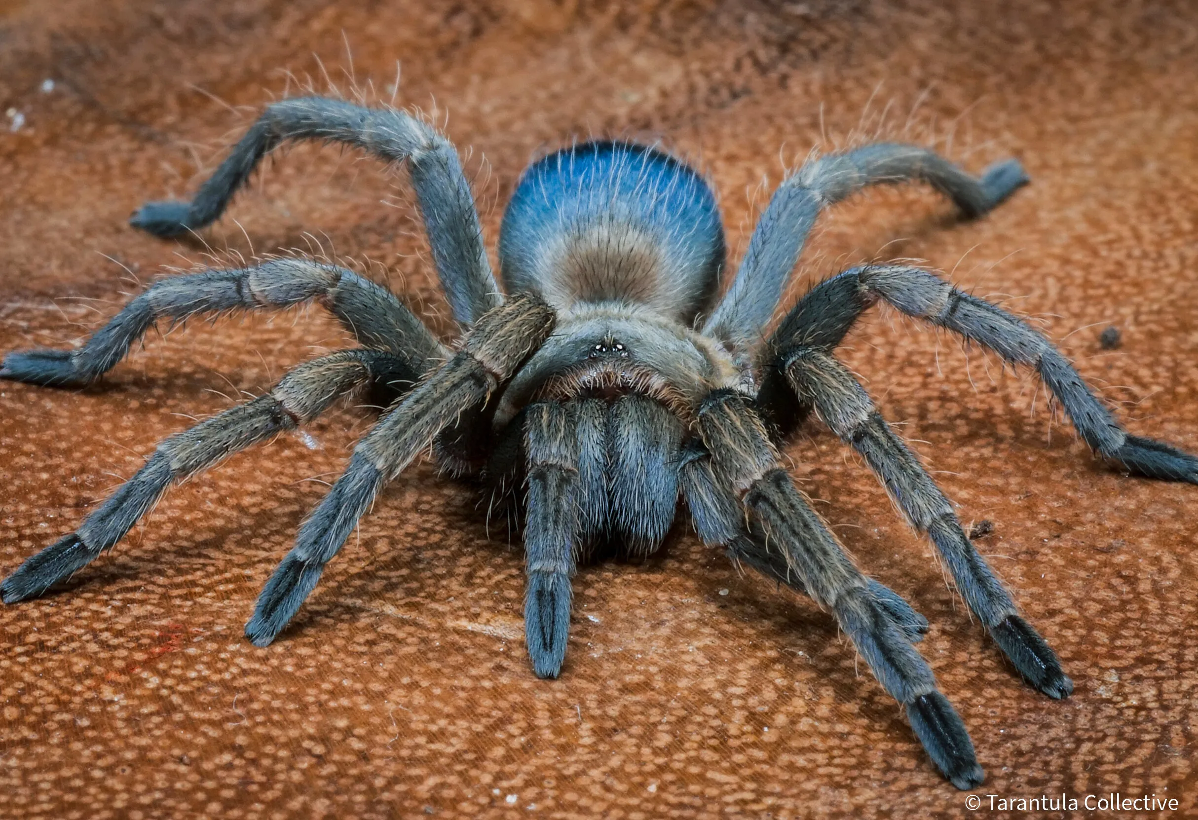 /img/17987-palawan-blonde-tarantula-water.webp