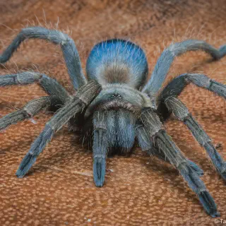 /img/17987-palawan-blonde-tarantula-water.webp