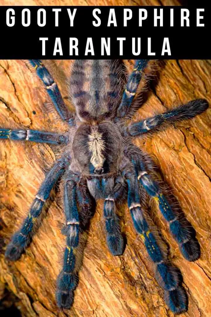 17988 gooty sapphire tarantula diet