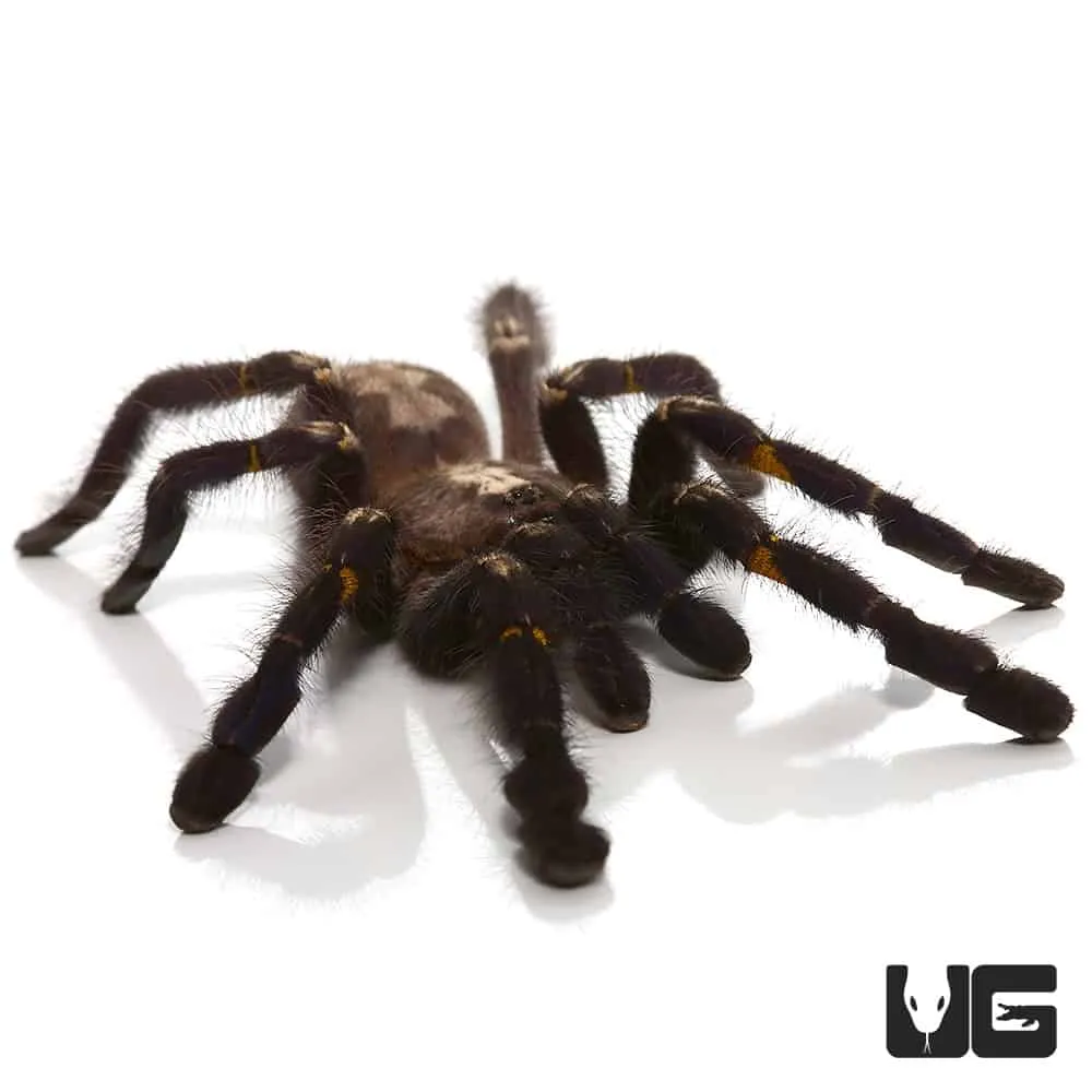 17988 gooty sapphire tarantula healthy
