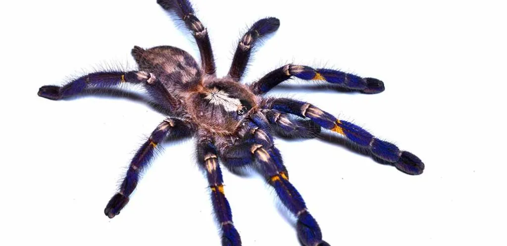 17988 gooty sapphire tarantula male female